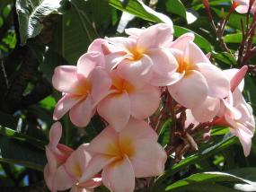 Pink Plumeria, Honolulu