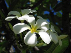 White Plumeria, Honolulu