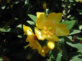 Hypericum, Oregon