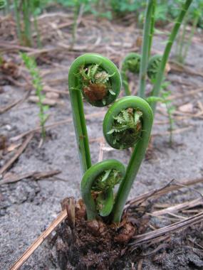 Furled Ferns