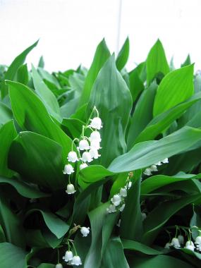 Lily of the Valley, Minneapolis