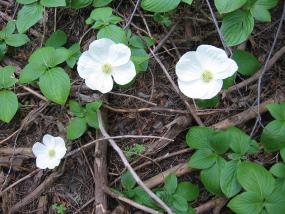 Dogwood in Sierra Nevadas