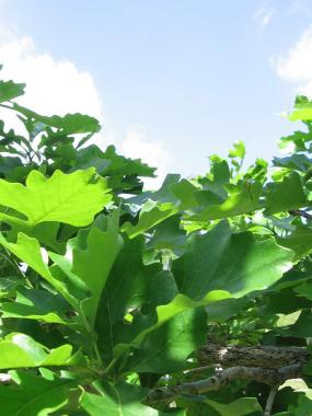 Oak Leaves, Minneapolis