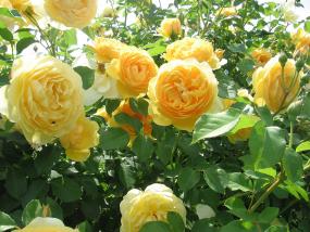 Manito Park Rose Garden