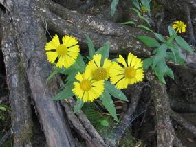 Wildflower near St Croix