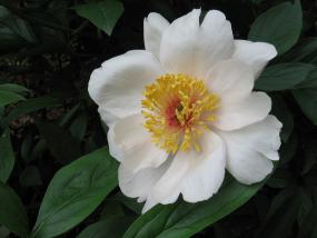 White Peone, Denver Botanic Gardens