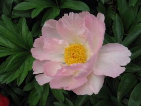 Pink Peone, Denver Botanic Gardens