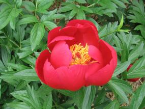 Red Peone, Denver Botanic Gardens