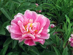 Pink Peone, Denver Botanic Gardens