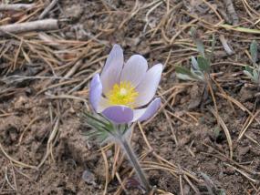 Mountain Flower, 10,000 ft