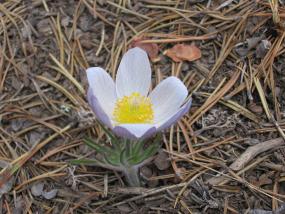 Mountain Flower, 10,000 ft