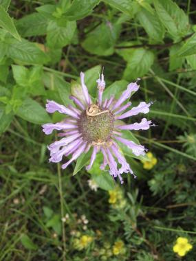 Wild Bee Balm, Red Feather