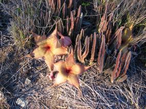 Stapelia near Diamond Head