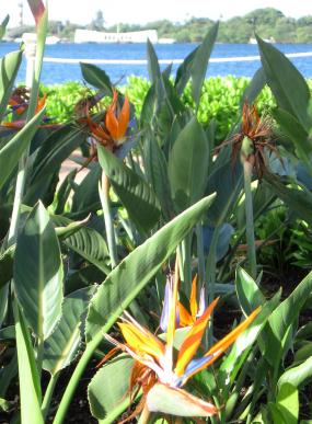 Birds of Paradise, Pearl Harbor