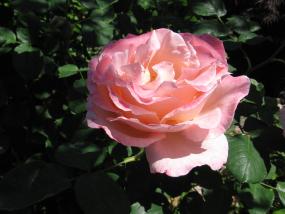 Rose in Portland